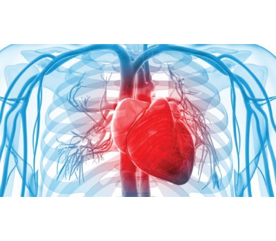 Vitamin K Reverses Arterial Stiffness